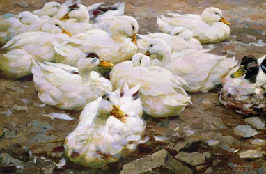Ducks on a Pond
